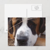 Carte postale Saint Bernard Dog (Devant / Derrière)