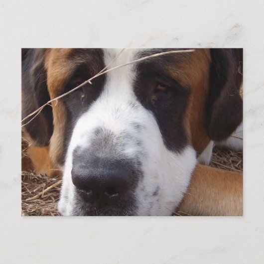 Carte postale Saint Bernard Dog (Devant)