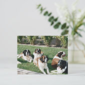 Carte Postale Saint Bernards dans le triage (Debout devant)