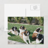 Carte Postale Saint Bernards dans le triage (Devant / Derrière)