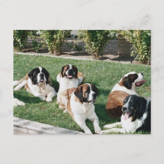 Carte Postale Saint Bernards dans le triage (Devant)