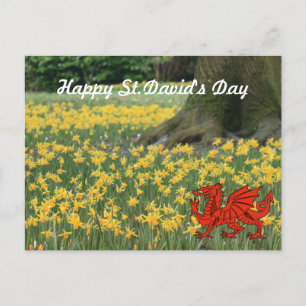 Carte Postale Saint-David's Day Daffodils