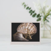 Carte Postale Saint Jacques, Whelk, Etoile de mer (Debout devant)