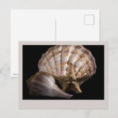 Carte Postale Saint Jacques, Whelk, Etoile de mer (Devant / Derrière)