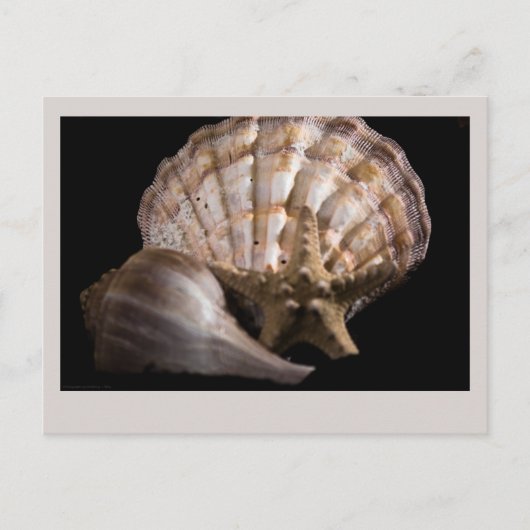 Carte Postale Saint Jacques, Whelk, Etoile de mer (Devant)