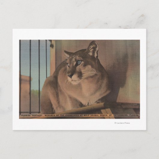 Carte Postale Saint-Pétersbourg, Floride - Photo De Floride (Devant)