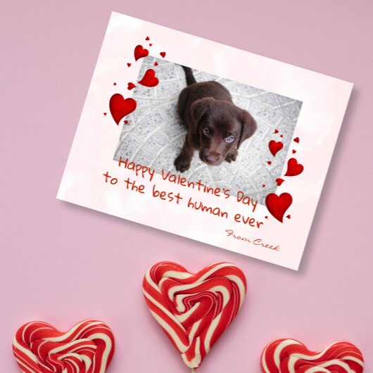 Carte Postale Saint-Valentin Modèle photo chat chien animal de c