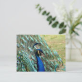 Carte postale Saint Valentin_Peacock (Debout devant)