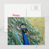 Carte postale Saint Valentin_Peacock (Devant / Derrière)