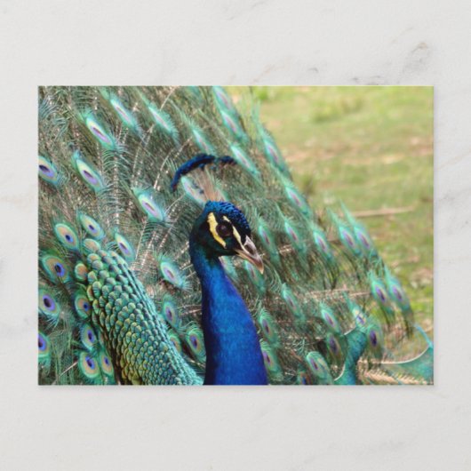 Carte postale Saint Valentin_Peacock (Devant)