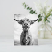 Carte Postale Sainte Vache, photographie en style de gravure noi (Debout devant)