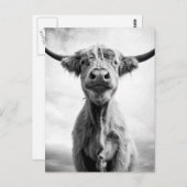 Carte Postale Sainte Vache, photographie en style de gravure noi (Devant / Derrière)