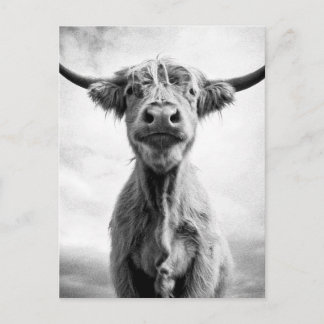 Carte Postale Sainte Vache, photographie en style de gravure noi