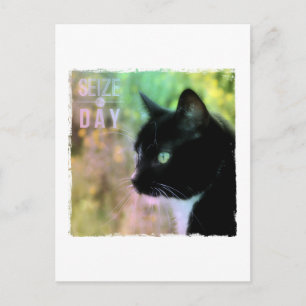 Carte Postale Saisir le chat du jour