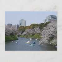 Saison de fleurs de cerisiers (Sakura) à Tokyo, Ja