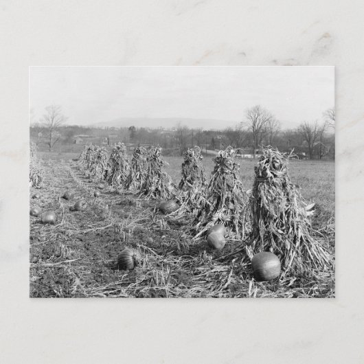 Carte Postale Saison des récoltes, 1906 (Devant)