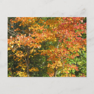 Carte Postale Saison du changement