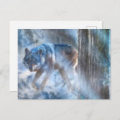 Carte Postale SAISON DU Loup gris DU LOUP (Devant / Derrière)