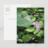 Carte Postale Saison Tardive Trillium (Devant / Derrière)