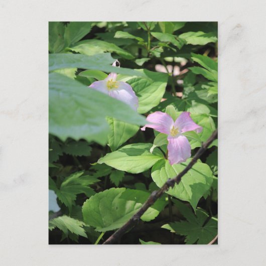 Carte Postale Saison Tardive Trillium (Devant)