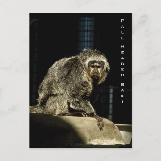 Carte Postale Saki à tête pâle (Devant)