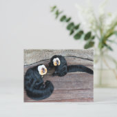 Carte postale Saki Monkeys (Debout devant)