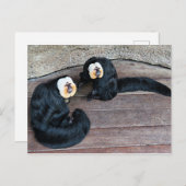 Carte postale Saki Monkeys (Devant / Derrière)