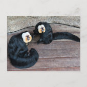 Carte postale Saki Monkeys (Devant)