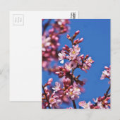 Carte Postale Sakura Cerisiers Touchant le Bleu (Devant / Derrière)
