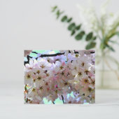 Carte postale Sakura Cherry Blossoms (Debout devant)