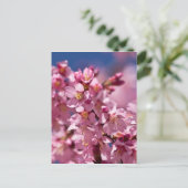 Carte Postale Sakura Cherry Blossoms embrassés par Sunlight (Debout devant)