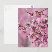 Carte Postale Sakura Cherry Blossoms Pastel Pink Layers (Devant / Derrière)