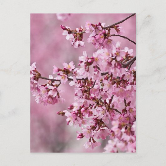 Carte Postale Sakura Cherry Blossoms Pastel Pink Layers (Devant)