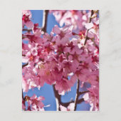 Carte Postale Sakura Cherry Blossoms Red Stars (Devant)