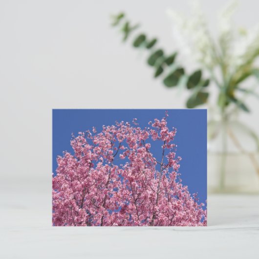 Carte Postale Sakura Cherry Fleurit Dans Le Bleu (Debout devant)