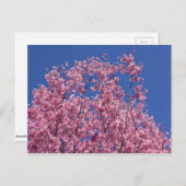 Carte Postale Sakura Cherry Fleurit Dans Le Bleu (Devant / Derrière)