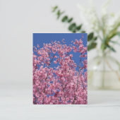 Carte Postale Sakura Cherry Fleurit Dans Le Bleu (Debout devant)