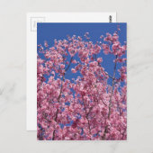 Carte Postale Sakura Cherry Fleurit Dans Le Bleu (Devant / Derrière)