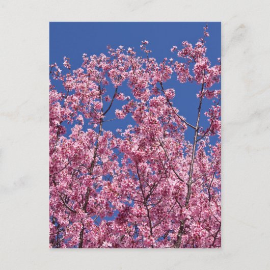 Carte Postale Sakura Cherry Fleurit Dans Le Bleu (Devant)