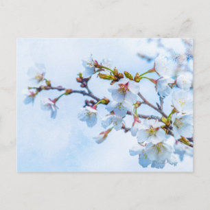 Carte Postale Sakura - Fleur de cerisier japonaise