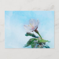 Sakura - Fleur de cerisier japonaise