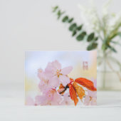Carte Postale Sakura - Fleur de cerisier japonaise (Debout devant)