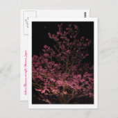 Carte Postale Sakura fleurit la nuit (Devant / Derrière)