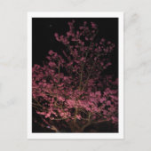 Carte Postale Sakura fleurit la nuit (Devant)