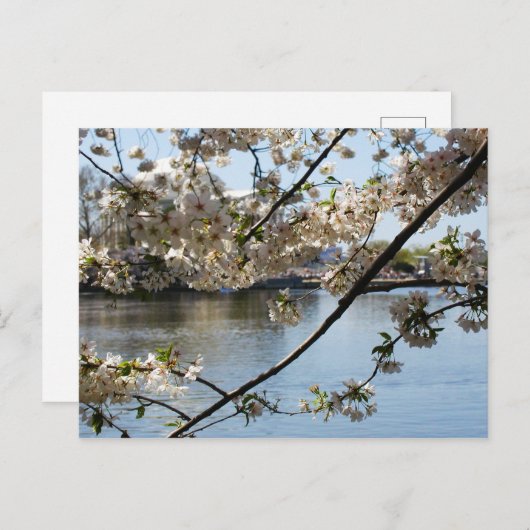 Carte Postale sakura matsuri (Devant / Derrière)