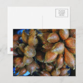 Carte Postale Salak [Fruit de serpent] (Devant / Derrière)