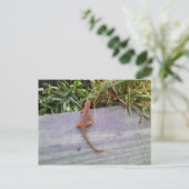 Carte Postale Salamander (Debout devant)