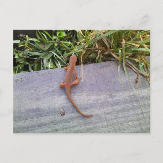 Carte Postale Salamander (Devant)