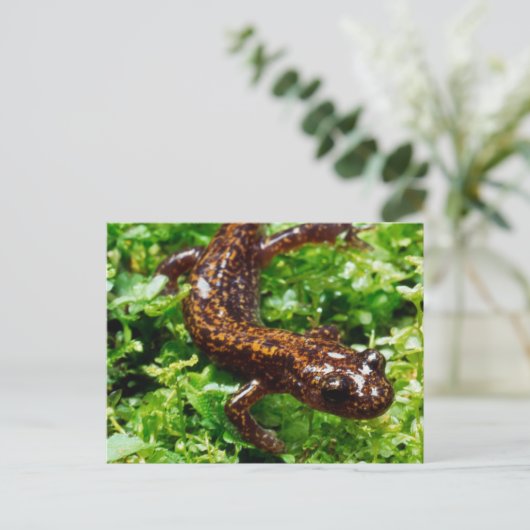 Carte Postale Salamander (Debout devant)