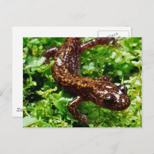 Carte Postale Salamander (Devant / Derrière)